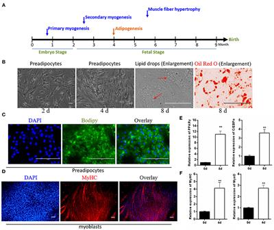 CircINSR Regulates Fetal Bovine Muscle and Fat Development